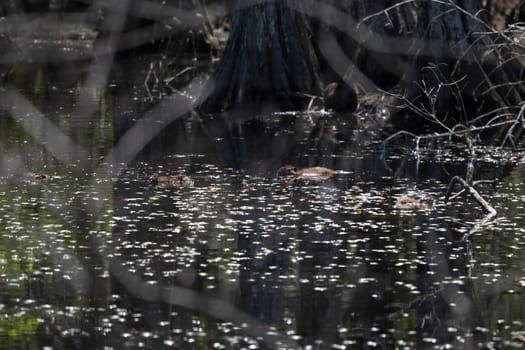Four young nutria (Myocastor coypus) swimming in a swamp
