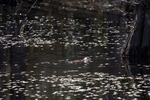 Nutria (Myocastor coypus) swimming away in a swamp