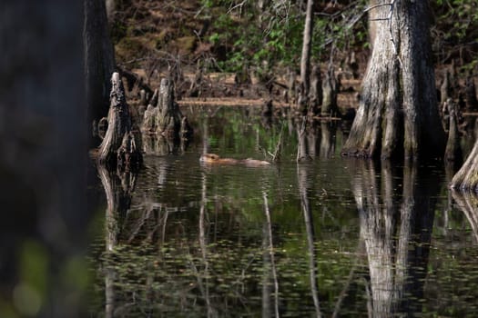 Nutria (Myocastor coypus) swimming in a lake near a shore