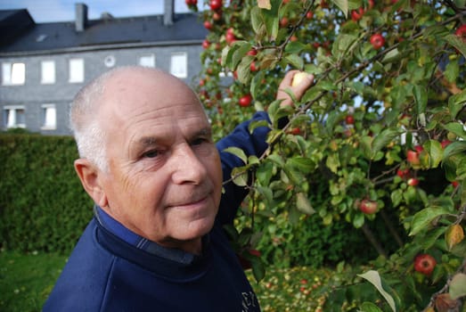 Apple Harvest