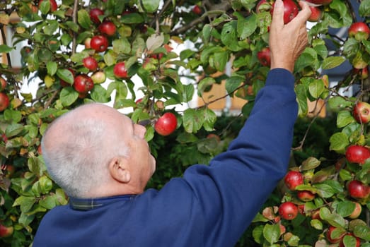 Apple Harvest