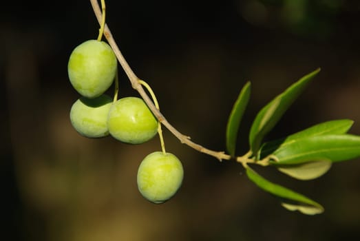 Olive 05