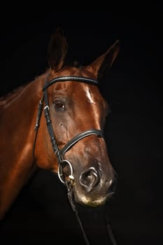 Hanoverian mare