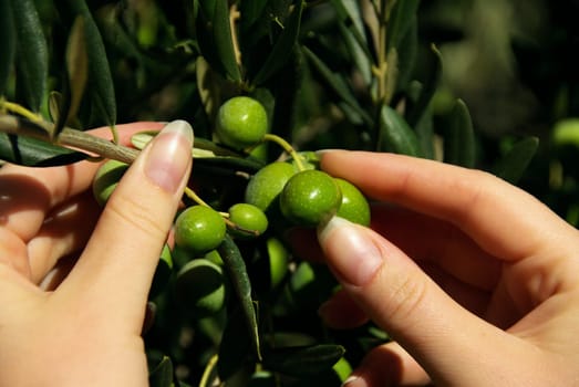 Olive 13