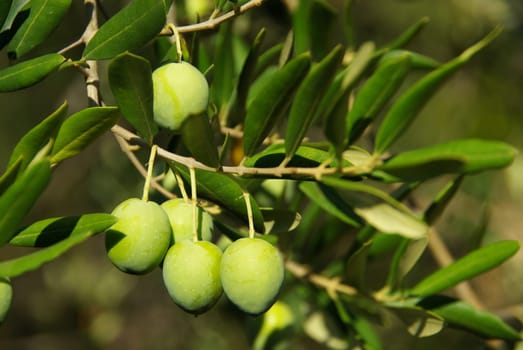 Olive 06
