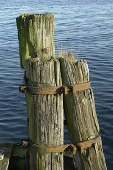 Duck dolphins