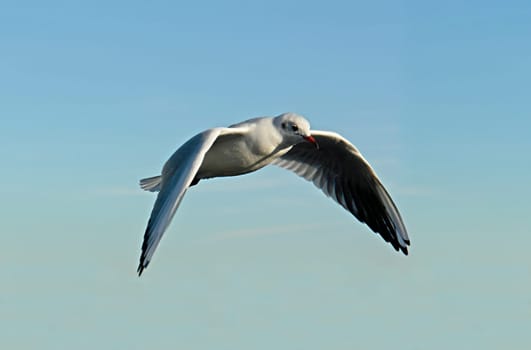 Seagull in flight