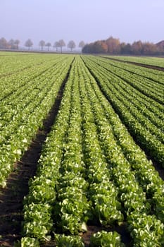 Lettuce