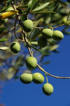 Olive 09