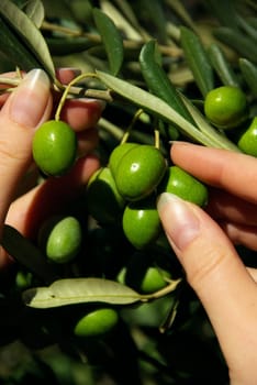 Olive 14