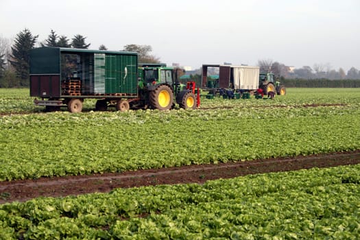 Harvest