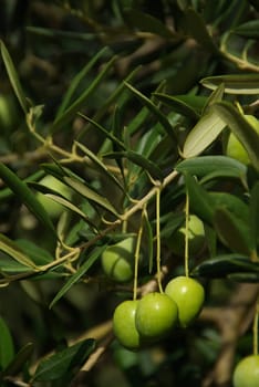 Olive 12