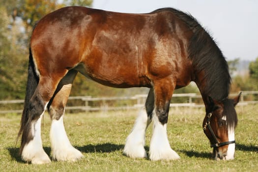 Shire Horse