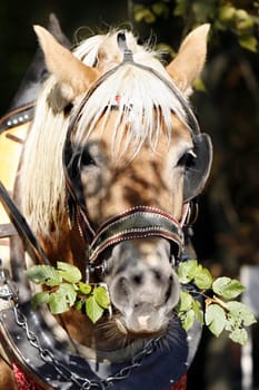 Haflinger Portrait