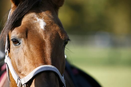 Horses Head Portrait
