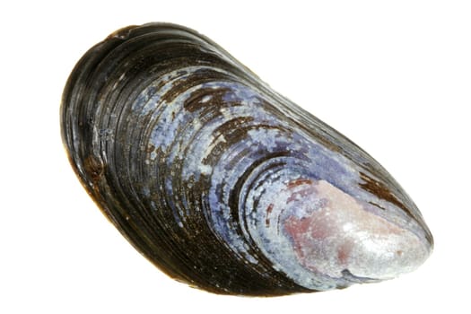 Miesmuschel