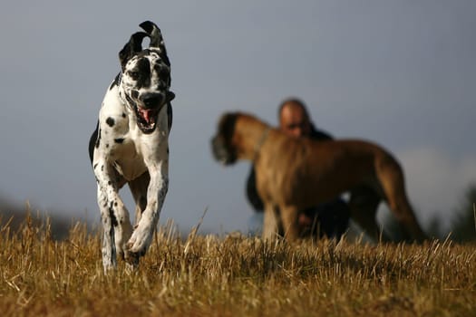 Man and dogs