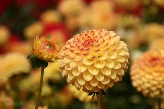 Dahlia Yellow Jewel