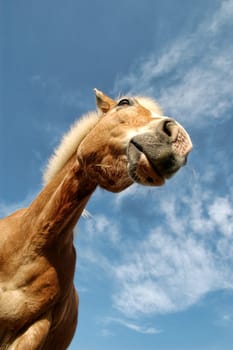 Horses Heaven