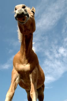 funny or funny animal or funny person