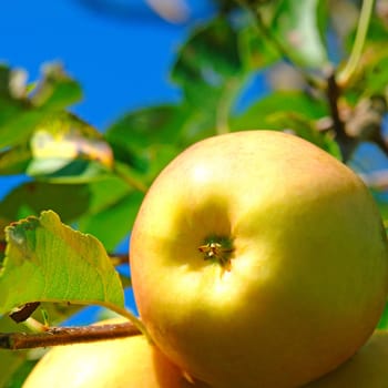 Immaculate Apple Golden Delicious