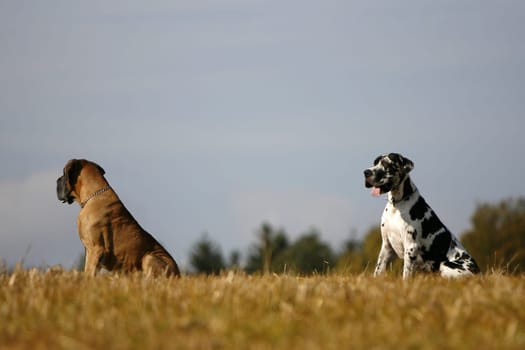 2 great danes