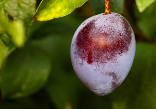 Plum