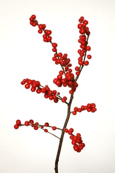 Ilex