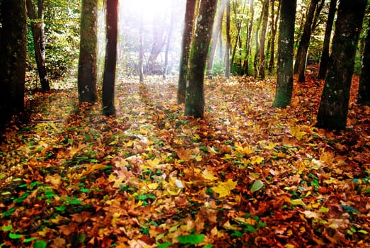 Glade1