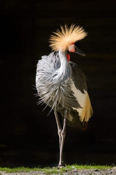 crane bird