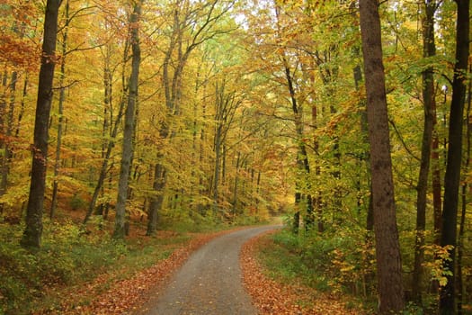 Autumnal forest