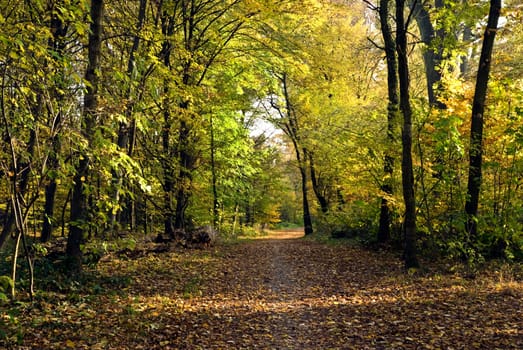 Autumn in the Park - Forest