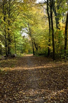 Autumn in the Park - Forest