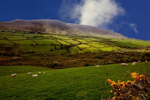 Sheep Country