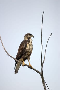 Wild buzzard,Cayo Largo/Cuba.