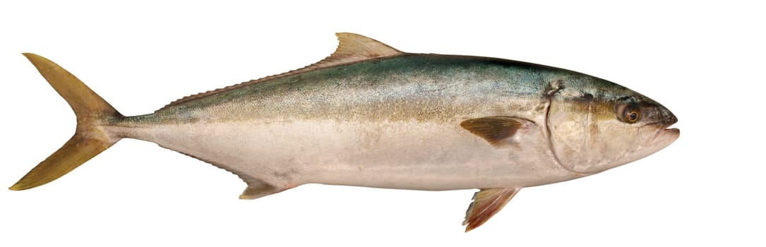 tuna