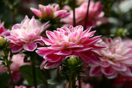 Dahlia Fancy