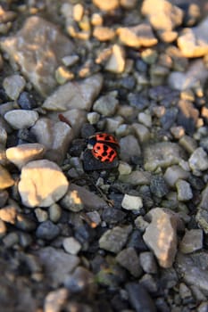 Ladybird