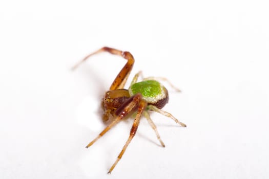 Pumpkin spider