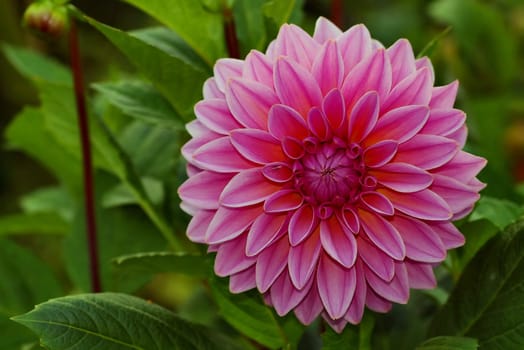 Ornamental dahlia