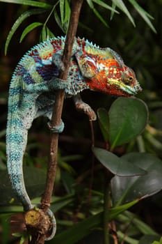 Chameleon