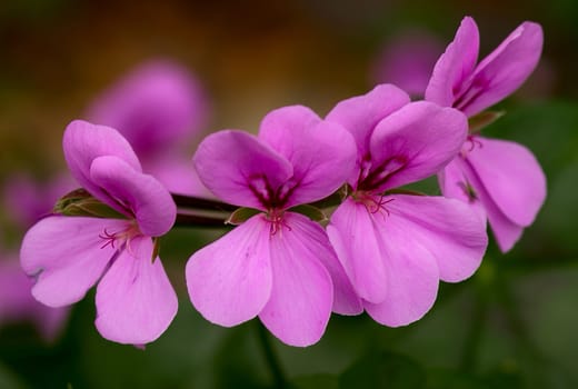 ... it's still blooming on my balcony despite cold and frost.... I know it's a profane plant,I've seen it a thousand times,but in the evening light this pink is just stunning!