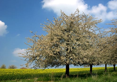 in spring