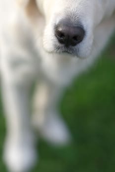 Sleuth