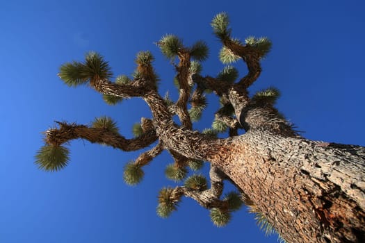 Joshua tree