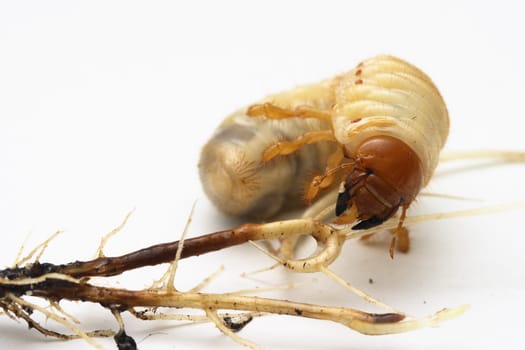 May beetle larva on a tree root