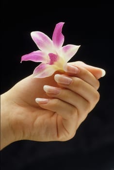 Lily in Hand