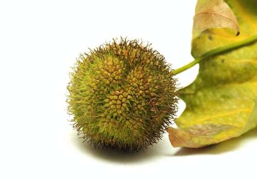 Chestnut