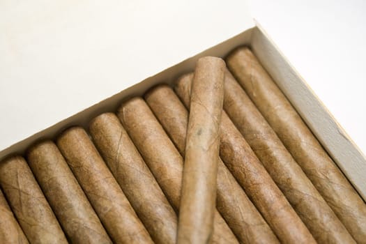 Cigar