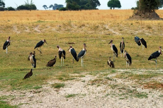 Marabu Colony